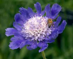 Image result for scabiosa caucasica