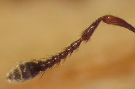 Attēlu rezultāti vaicājumam “Anthonomus pomorum”