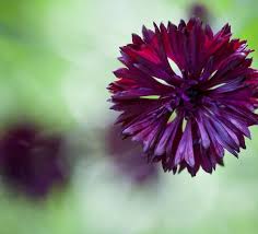 Image result for Centaurea cyanus