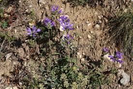 Image result for Campanula lingulata
