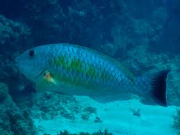 Image result for Sparisoma axillare