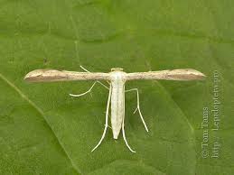 Attēlu rezultāti vaicājumam “Adaina microdactyla”