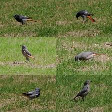 Attēlu rezultāti vaicājumam “Phoenicurus ochruros”