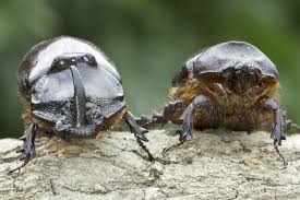 Attēlu rezultāti vaicājumam “Oryctes nasicornis male”