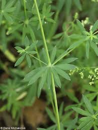 Attēlu rezultāti vaicājumam “Galium schultesii”