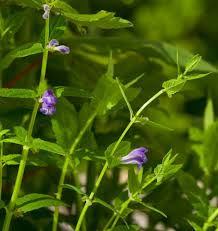 Attēlu rezultāti vaicājumam “Scutellaria galericulata leaf”