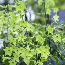 Image result for Nicotiana x sanderae `Perfume`F1