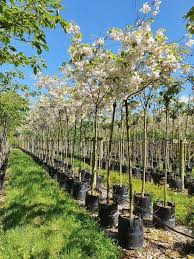 Attēlu rezultāti vaicājumam “Prunus (sakura)”