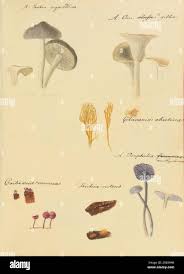 Attēlu rezultāti vaicājumam “Licea pusilla spores”