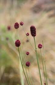 Attēlu rezultāti vaicājumam “Sanguisorba officinalis bud”
