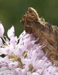 Attēlu rezultāti vaicājumam “Ptilodon capucina imago”