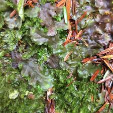 Attēlu rezultāti vaicājumam “Pellia neesiana”