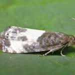 Attēlu rezultāti vaicājumam “Notocelia cynosbatella”