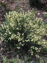 Attēlu rezultāti vaicājumam “Cytisus scoparius flower”