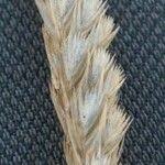 Attēlu rezultāti vaicājumam “Cynosurus cristatus fruit”