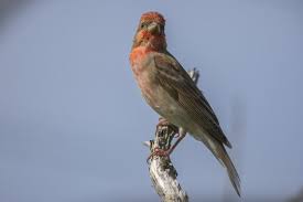 Attēlu rezultāti vaicājumam “Carpodacus erythrinus”