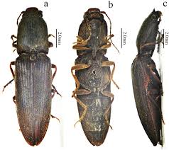 Attēlu rezultāti vaicājumam “Elateridae”