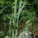 Attēlu rezultāti vaicājumam “Arabis glabra leaf”