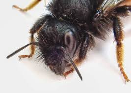 Attēlu rezultāti vaicājumam “Osmia bicolor”