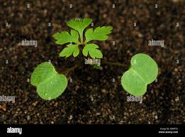 Attēlu rezultāti vaicājumam “Geranium robertianum leaf”