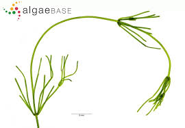 Attēlu rezultāti vaicājumam “Nitella flexilis”