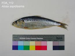 Image result for Alosa sapidissima