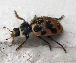 Attēlu rezultāti vaicājumam “Hippodamia notata”