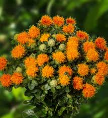 Image result for Carthamus tinctorius