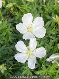 Attēlu rezultāti vaicājumam “Geranium sanguineum leaf”