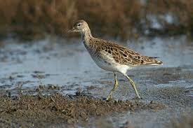 Attēlu rezultāti vaicājumam “Philomachus pugnax”