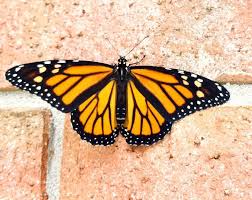 Image result for monarch butterfly