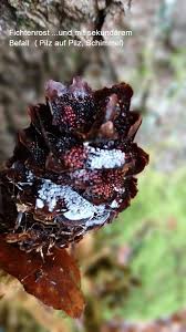 Attēlu rezultāti vaicājumam “Pucciniastrum areolatum”