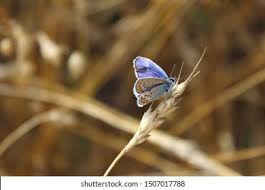 Attēlu rezultāti vaicājumam “Agrodiaetus amandus male”