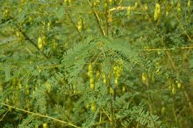 Attēlu rezultāti vaicājumam “Sacchiphantes abietis exuvia”