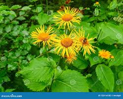 Attēlu rezultāti vaicājumam “Telekia speciosa leaf”