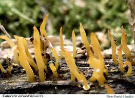 Attēlu rezultāti vaicājumam “Calocera cornea”