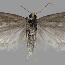 Attēlu rezultāti vaicājumam “Aethes margaritana”