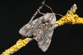 Attēlu rezultāti vaicājumam “Brachionycha nubeculosa”