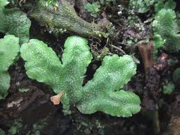 Attēlu rezultāti vaicājumam “Conocephalum salebrosum sporophyte”