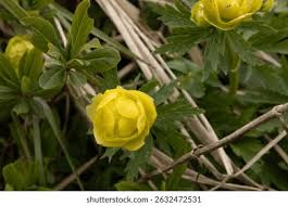 Attēlu rezultāti vaicājumam “Trollius europaeus bud”