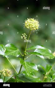 Attēlu rezultāti vaicājumam “Hedera helix  flower”