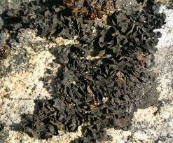 Attēlu rezultāti vaicājumam “Collema flaccidum”