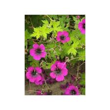 Image result for Geranium `Sandrine`