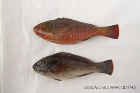 Image result for Sparisoma cretense