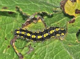 Attēlu rezultāti vaicājumam “Callimorpha dominula”