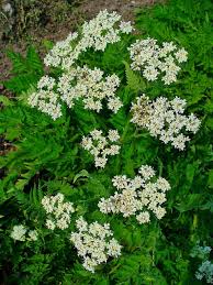 Image result for Myrrhis odorata