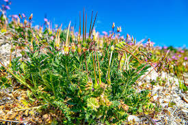 Attēlu rezultāti vaicājumam “Cicuta virosa flower”
