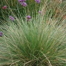 Attēlu rezultāti vaicājumam “Festuca psammophila”