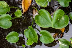 Attēlu rezultāti vaicājumam “Calla palustris leaf”