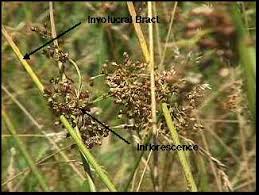 Attēlu rezultāti vaicājumam “Juncus effusus fruit”